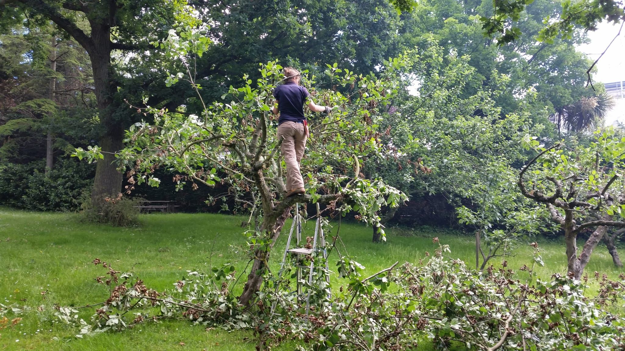 Tree pruning